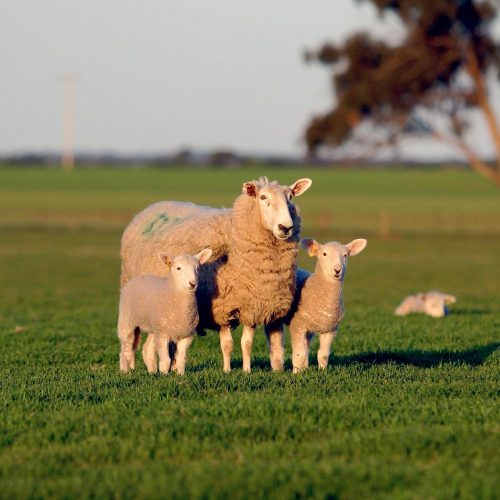davies-livestock-ewe-lamb-43