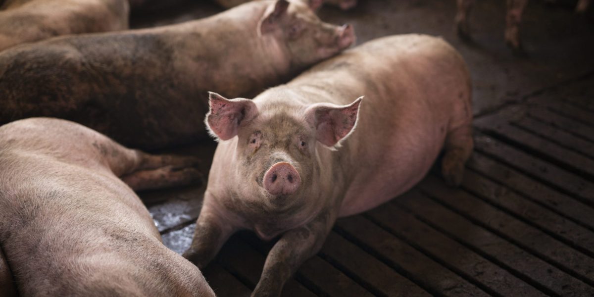 group-pigs-domestic-animals-pig-farm-scaled-2560x1280
